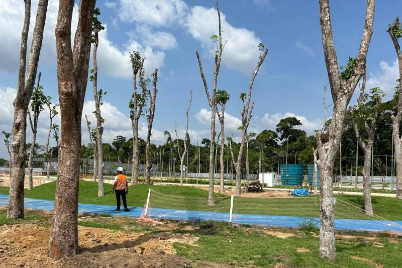 Seringueiras transplantadas no Parque da Cidade fazem conexão da Belém moderna com a Belém da Belle Époque